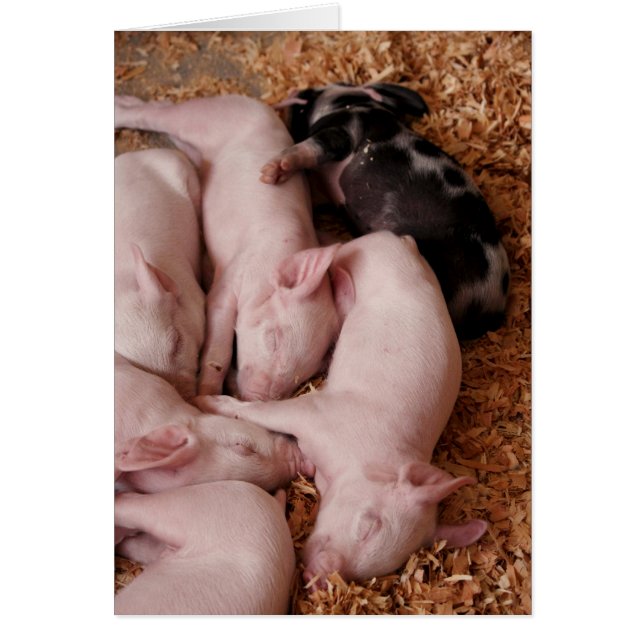 Puyallupの公平なコブタ (正面)