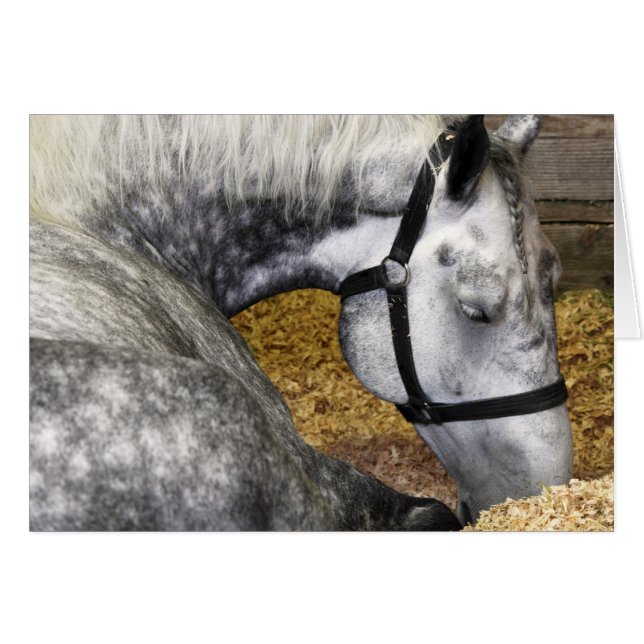 Puyallupの公平な馬5x7カード (正面横)