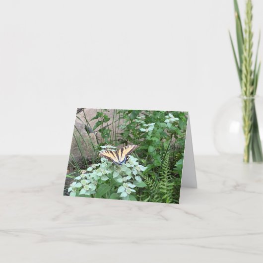 Pycnanthemum (Mountain Mint) のカード上の蝶 サンキューカード (正面)