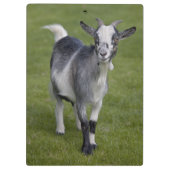 Pygmyヤギのクリップボード クリップボード (裏面)