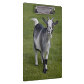 Pygmyヤギのクリップボード クリップボード (右)