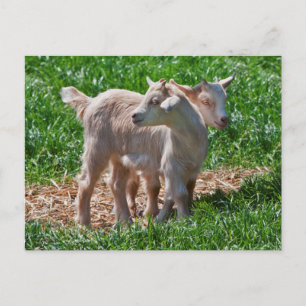 Pygmy Goat Kidsポストカード ポストカード