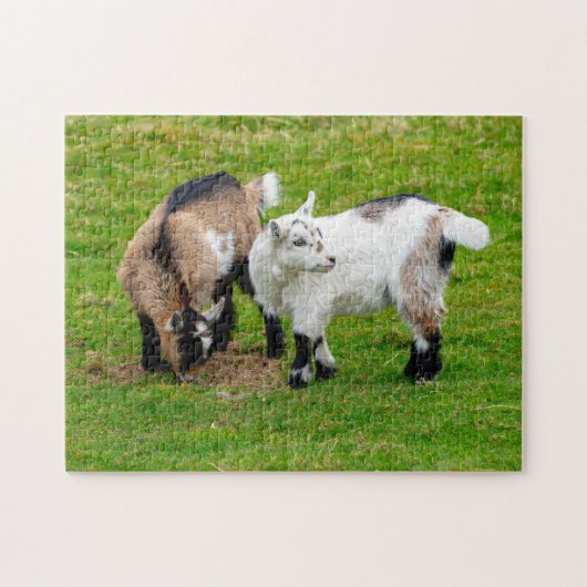 Pygmy Goat Kids Jigsaw puzzle ジグソーパズル (横)