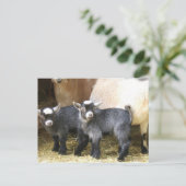 Pygmy Kids ポストカード (スタンド正面)