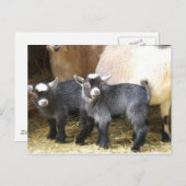 Pygmy Kids ポストカード (正面/裏面)