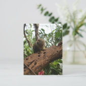 Pygmy Marmoset # 2 ポストカード (スタンド正面)