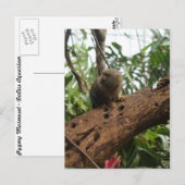 Pygmy Marmoset # 2 ポストカード (正面/裏面)