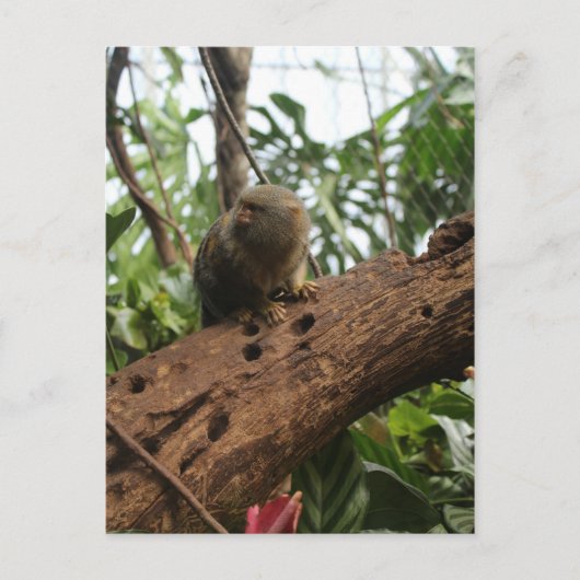 Pygmy Marmoset # 2 ポストカード (正面)