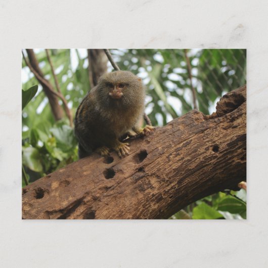 Pygmy Marmoset # 3 ポストカード (正面)