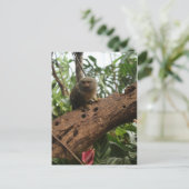 Pygmy Marmoset # 4 ポストカード (スタンド正面)