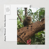 Pygmy Marmoset # 4 ポストカード (正面/裏面)