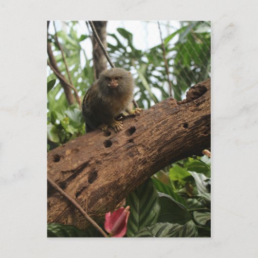 Pygmy Marmoset # 4 ポストカード (正面)