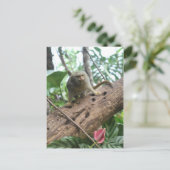 Pygmy Marmoset # 8 ポストカード (スタンド正面)