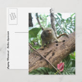 Pygmy Marmoset # 8 ポストカード (正面/裏面)