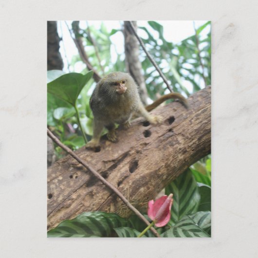 Pygmy Marmoset # 8 ポストカード (正面)