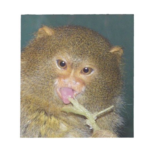 pygmymarmoset10x10 ノートパッド (正面)