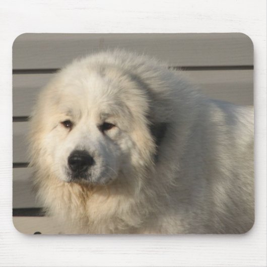 Pyr力 マウスパッド (正面)