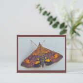 Pyrausta orphisalis Snout Nose Mothハガキ ポストカード (スタンド正面)