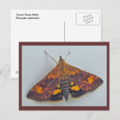 Pyrausta orphisalis Snout Nose Mothハガキ ポストカード (正面/裏面)