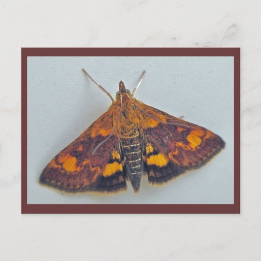 Pyrausta orphisalis Snout Nose Mothハガキ ポストカード (正面)