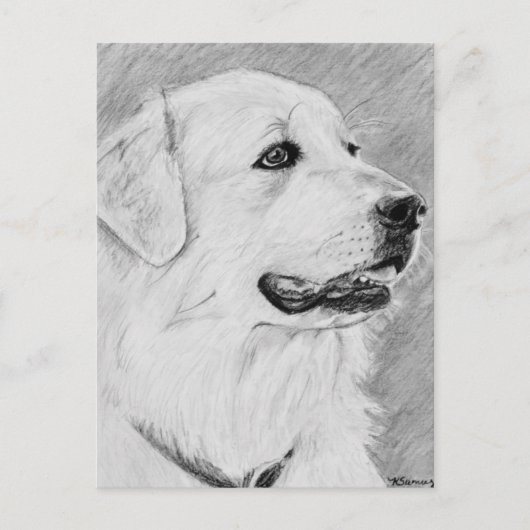 PyreneanMountainDog.jpg ポストカード (正面)