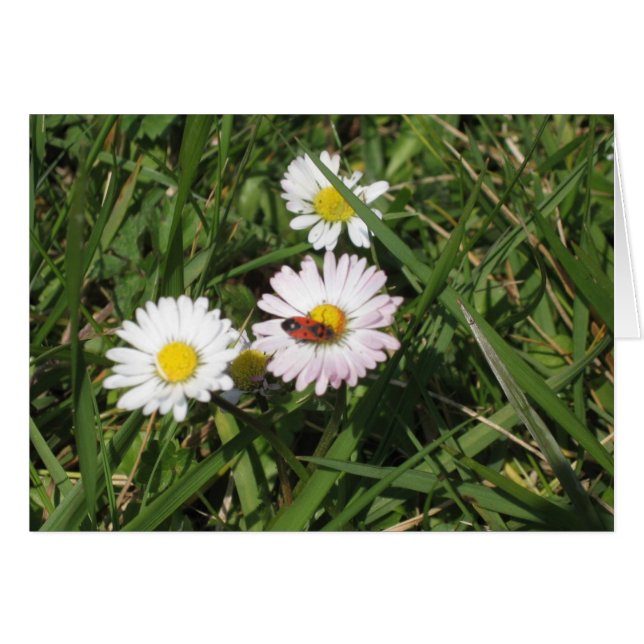 Pyrrhocorisのapterus (正面横)