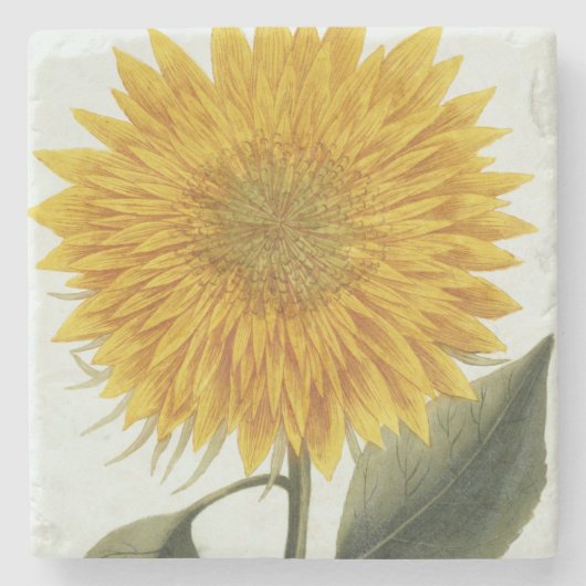 「Pythanthoza Iconographからの菊Indicum ストーンコースター (正面)