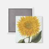 Pythanthoza Iconographの菊印 マグネット (正面/裏面)