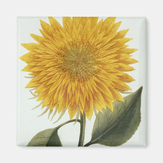 Pythanthoza Iconographの菊印 マグネット (正面)