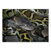 Pythonのmourus bivitatus (正面横)
