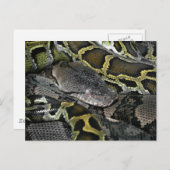 Pythonのmourus bivitatus ポストカード (正面/裏面)