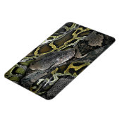 Pythonのmourus bivitatus マグネット (左側)