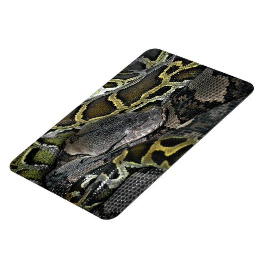 Pythonのmourus bivitatus マグネット (左側)