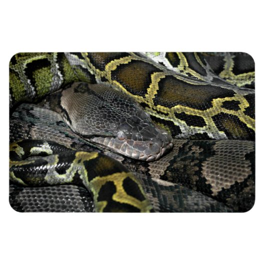 Pythonのmourus bivitatus マグネット (横)