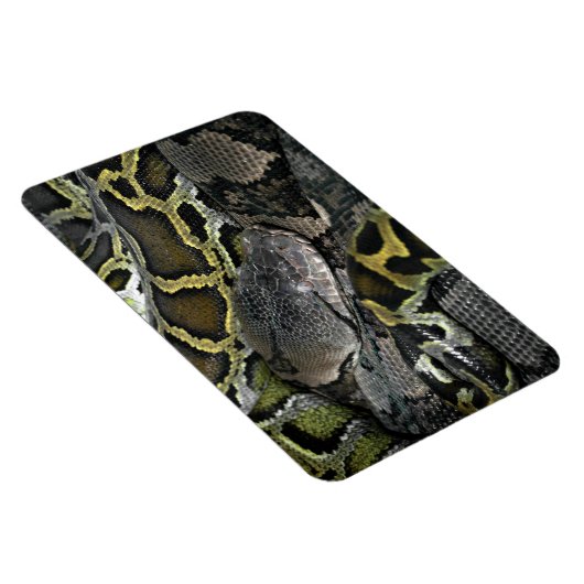 Pythonのmourus bivitatus マグネット (右側)
