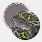 Pythonのmourus bivitatus マグネット (正面/裏面)