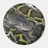 Pythonのmourus bivitatus マグネット (正面)