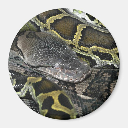 Pythonのmourus bivitatus マグネット (正面)