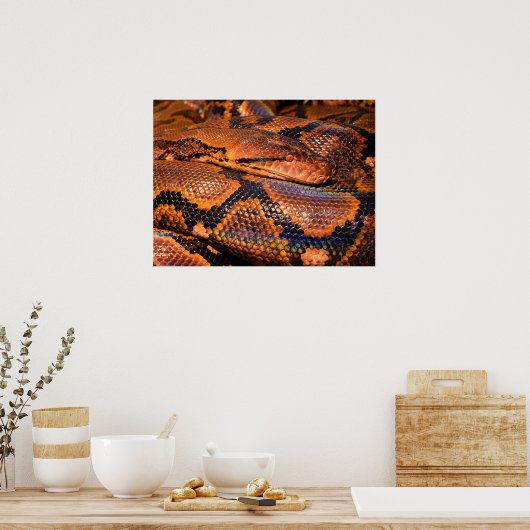 Pythonヘビ ポスター (キッチン)