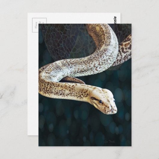 Pythonヘビ ポストカード (正面/裏面)