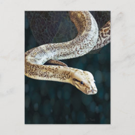 Pythonヘビ ポストカード