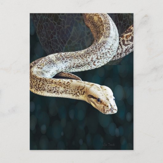 Pythonヘビ ポストカード (正面)