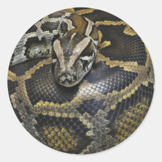 「Python」デザインの贈り物と製品 ラウンドシール