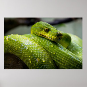 Python ポスター