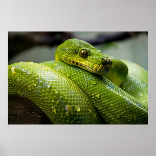 Python ポスター (正面)