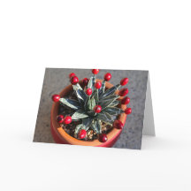 Q.ビクトリア·アガーベとクランベリー(DLBaldwin)