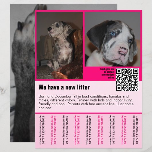 QRコード付き子犬販売チラシテンプレート (正面/裏面)