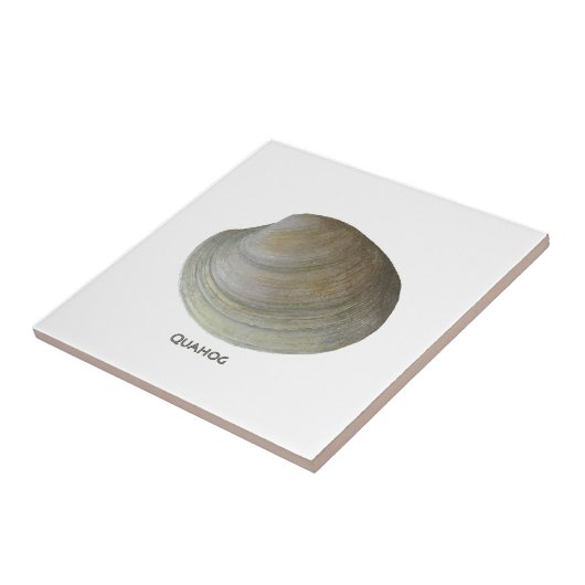 Quahogのハマグリ タイル (側面)