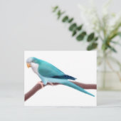 Quaker Parakeetはがき ポストカード (スタンド正面)