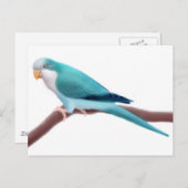 Quaker Parakeetはがき ポストカード (正面/裏面)